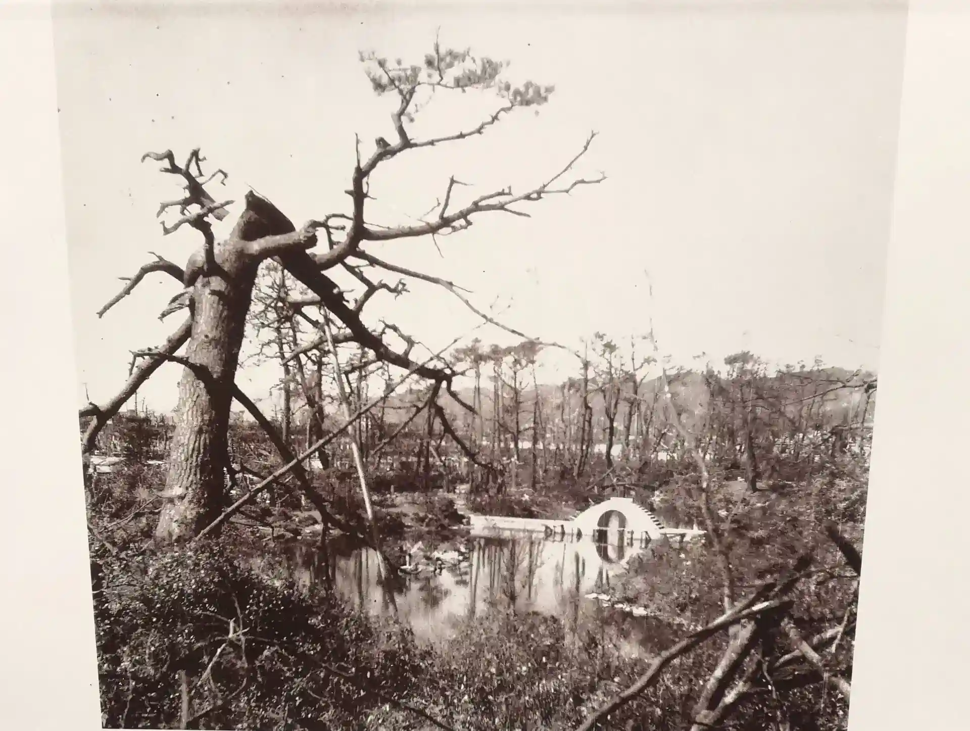 Ginkgo nach der Atombombardierung von Hiroshima